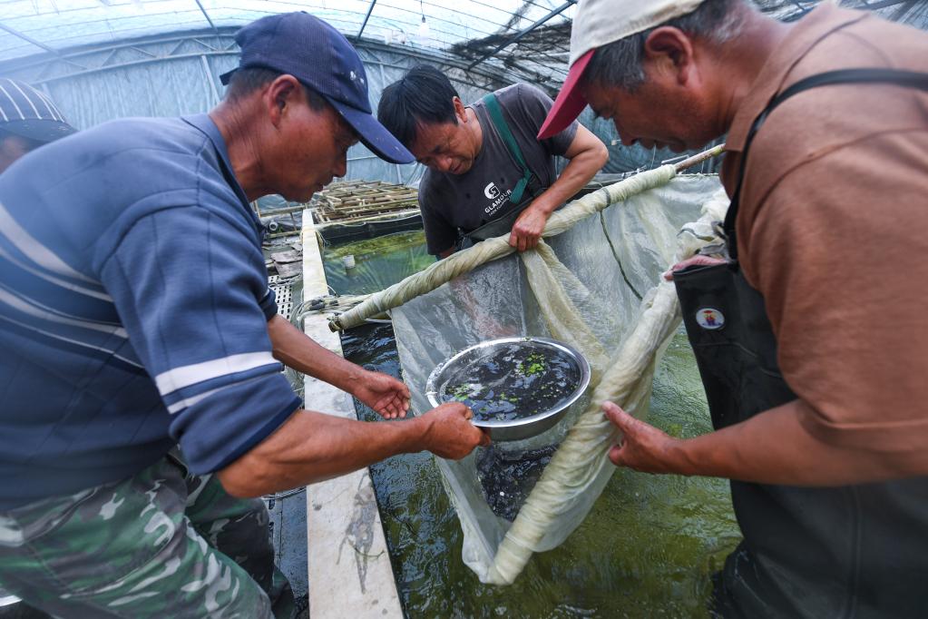 浙江湖州：水產養殖育苗忙